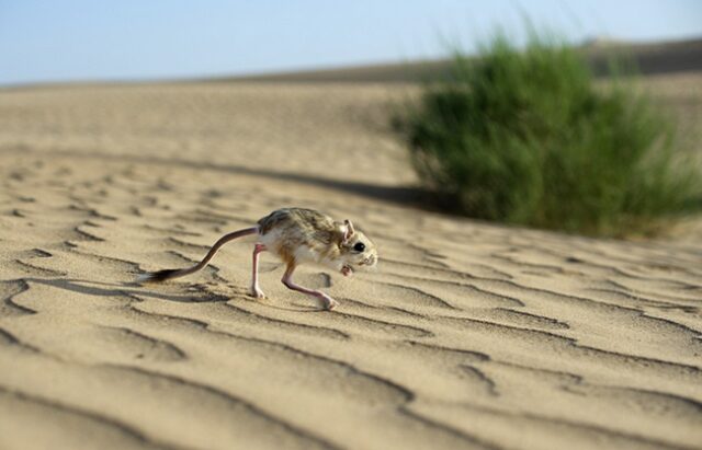 Тушканчики: резвые попрыгунчики пустынь