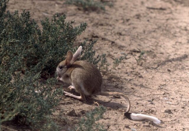 Тушканчики: резвые попрыгунчики пустынь