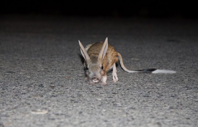 Тушканчики: резвые попрыгунчики пустынь