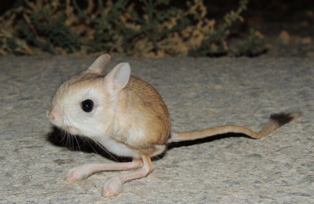 Тушканчики: резвые попрыгунчики пустынь