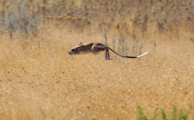 Тушканчики: резвые попрыгунчики пустынь