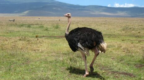 afrikanskij-straus-90304e2.png