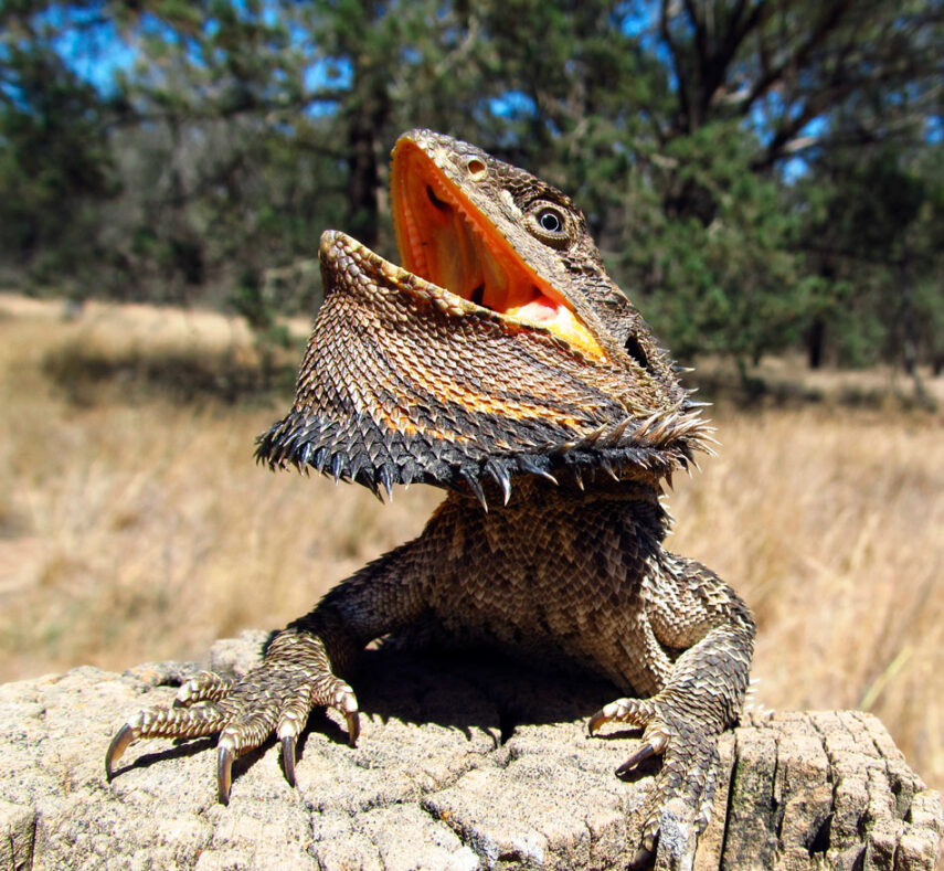 agama-461037b.jpg