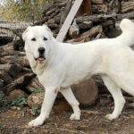 Миниатюра к http://alabaj-sobaka-8d26baf.jpg