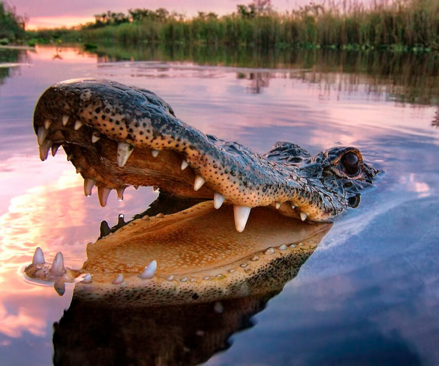 alligator-4717405.jpg