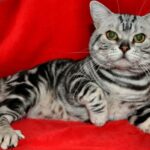 Миниатюра к