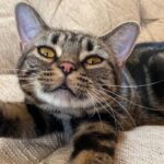 Миниатюра к