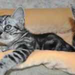 Миниатюра к