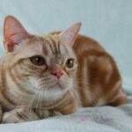 Миниатюра к http://amerikanskaja-korotkosherstnaja-koshka-e102eb5.jpg