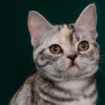 Миниатюра к