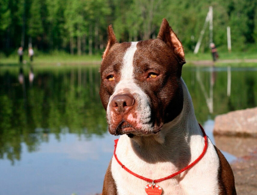 amerikanskij-pitbulterer-ba46fdd.jpg