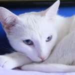 Миниатюра к