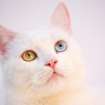 Миниатюра к