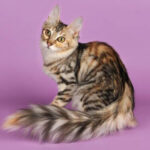 Миниатюра к