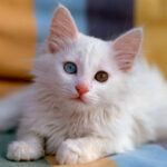 Миниатюра к