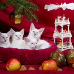 Миниатюра к