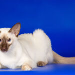 Миниатюра к