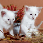 Миниатюра к