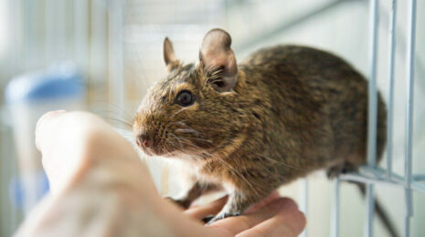 Белки дегу в домашних условиях