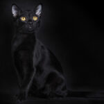 Миниатюра к