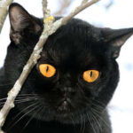 Миниатюра к