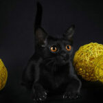 Миниатюра к http://bombejskaja-koshka-60251e6.jpg