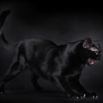 Миниатюра к