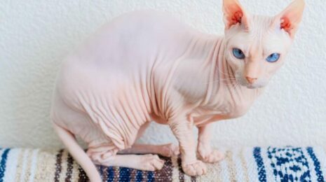 Донской сфинкс