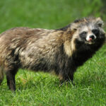 Миниатюра к