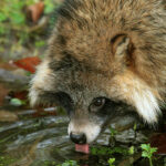 Миниатюра к