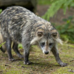 Миниатюра к