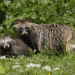 Миниатюра к