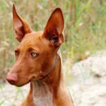 Миниатюра к 