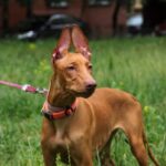 Миниатюра к 