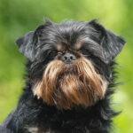 Миниатюра к