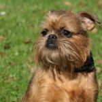 Миниатюра к