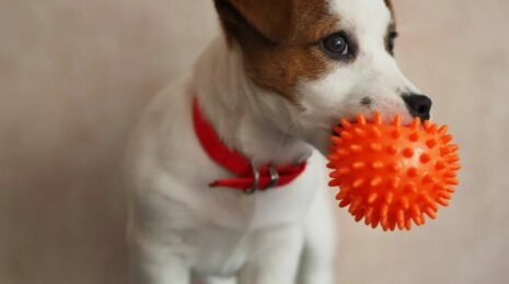 Как научить собаку приносить игрушку?