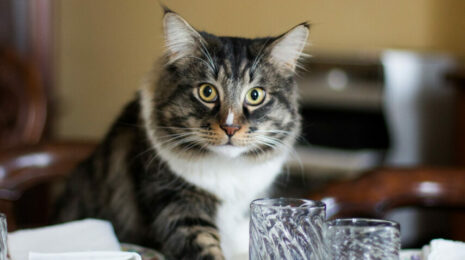 Как отучить кошку лазить по столам