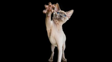 Как отучить кошку обдирать обои?