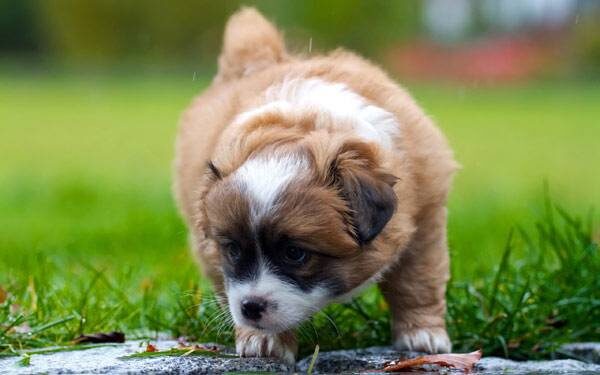 Как отучить собаку есть свои экскременты