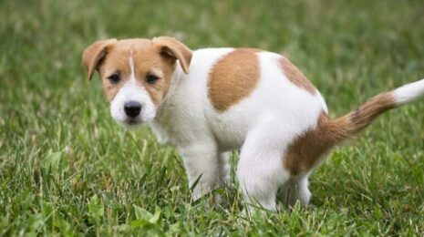 Как отучить собаку есть свои экскременты