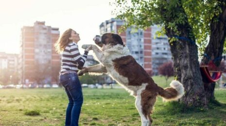 Как отучить собаку прыгать на хозяина?