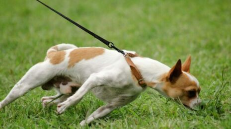 Как отучить собаку тянуть поводок на прогулке?