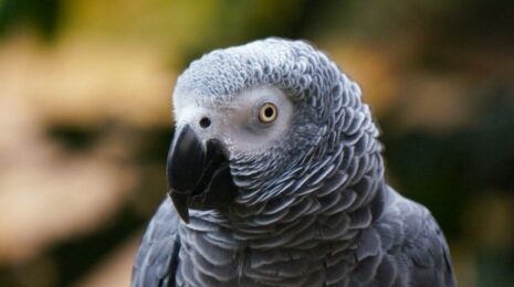kak-popugai-uchatsja-govorit-i-ponimajut-li-oni-slova-opisanie-foto-i-video-29fd521.jpg