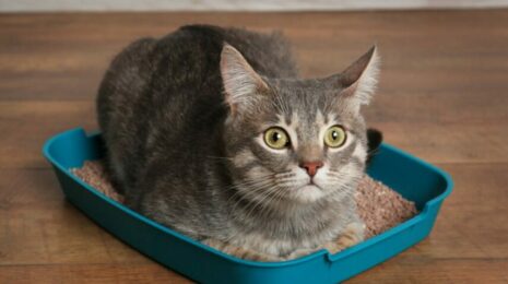 Как приучить кошку к лотку?