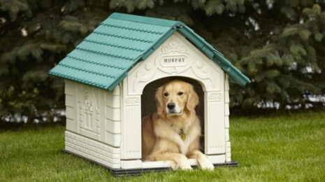 Как приучить собаку к будке?