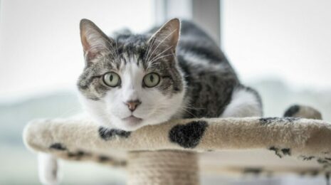 Как проглистогонить кошку?