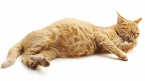 Как узнать на каком сроке беременности кошка