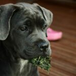 Миниатюра к http://kane-korso-sobaka-99f8b84.jpg