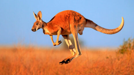 kenguru-23cced1.jpg